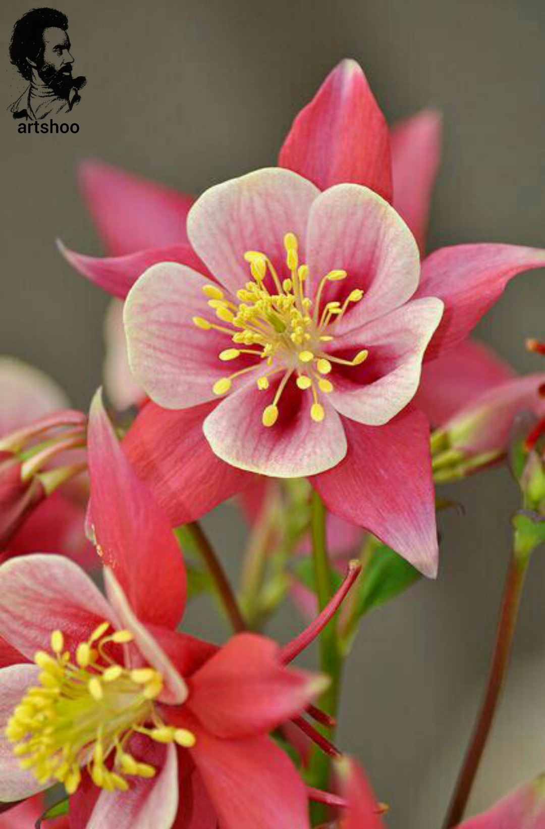 گل اورژینال رنگ روغن